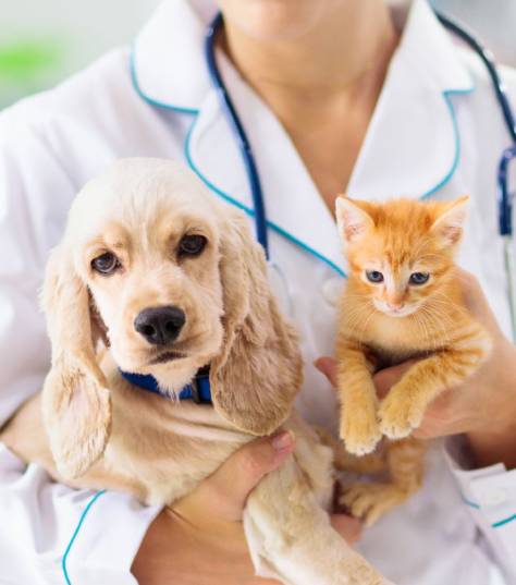 Veterinarian with Pets