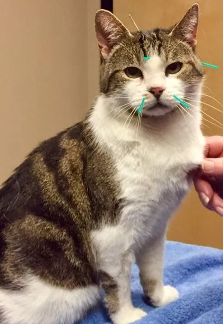 cat getting acupunture