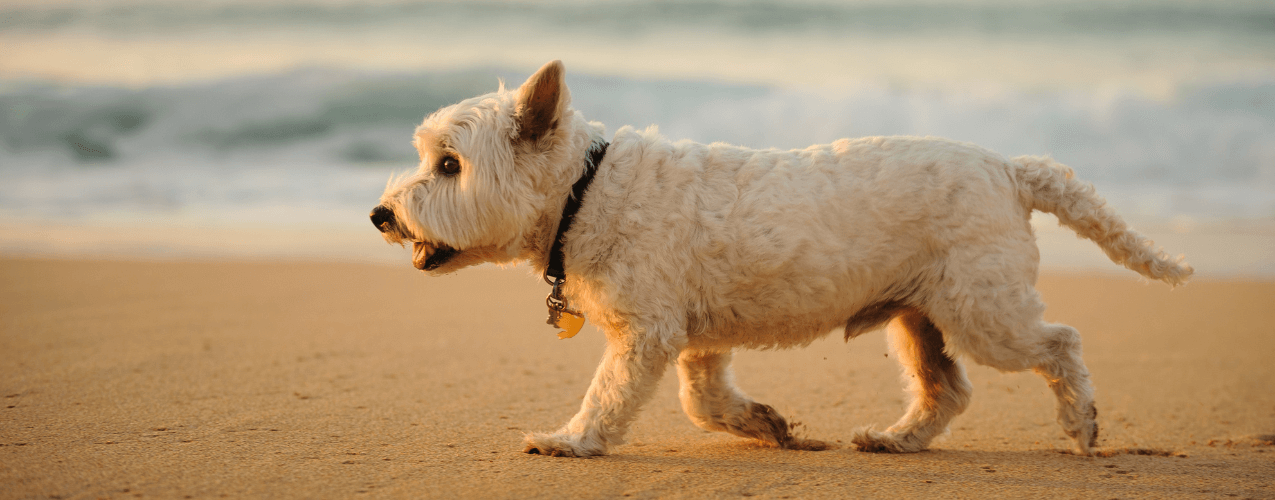 white dog walking on beach