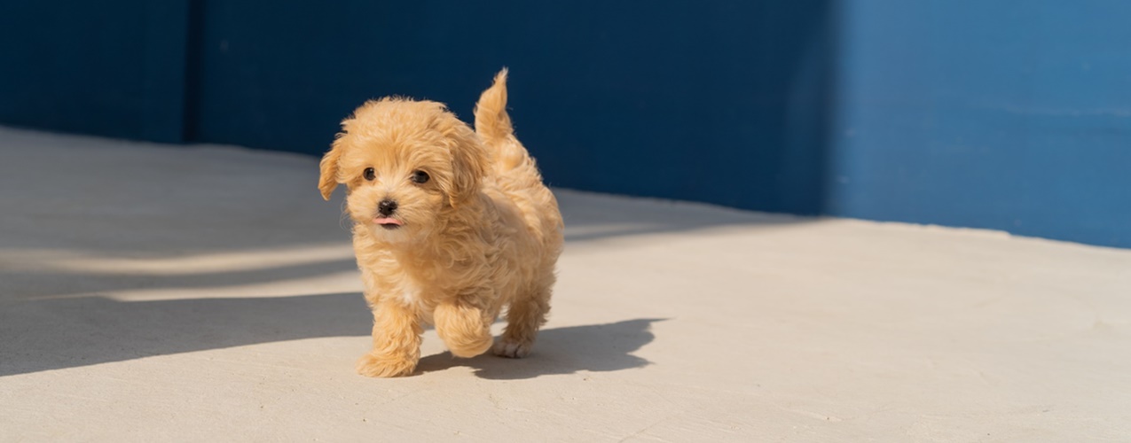 cute puppy walking