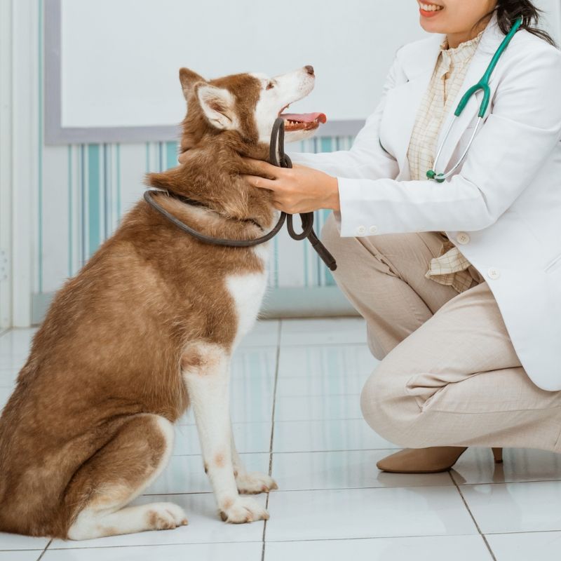 Veterinarian with Pets