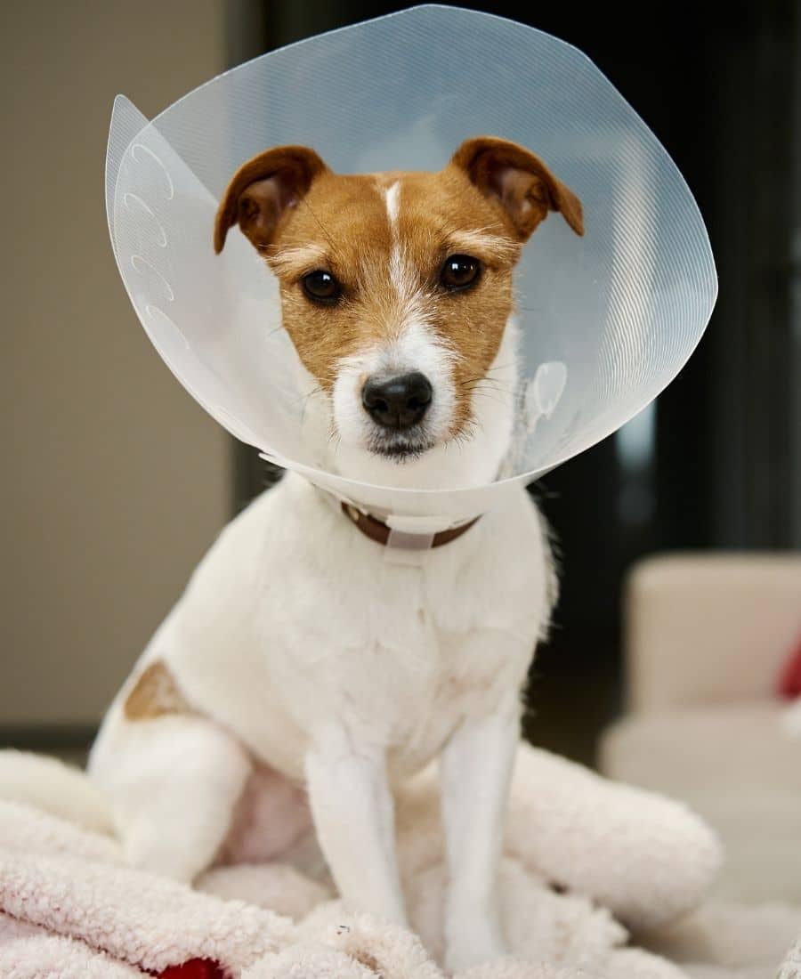 Dog wearing a veterinary plastic cone