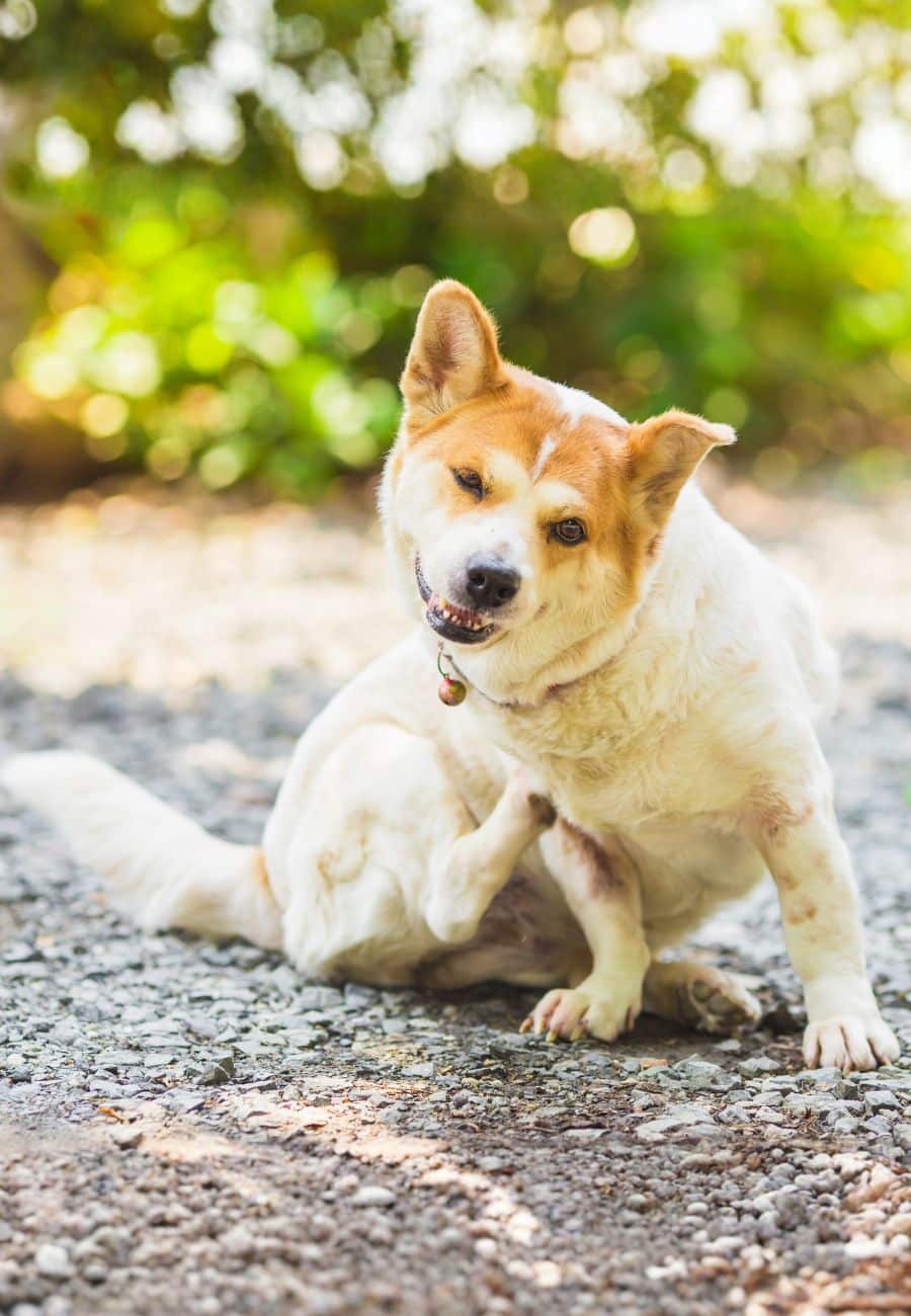 Itchy dog scratching skin